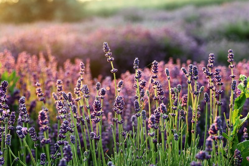Companion Planting