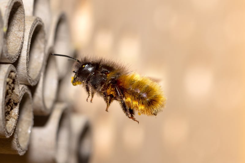 Beneficial Insects