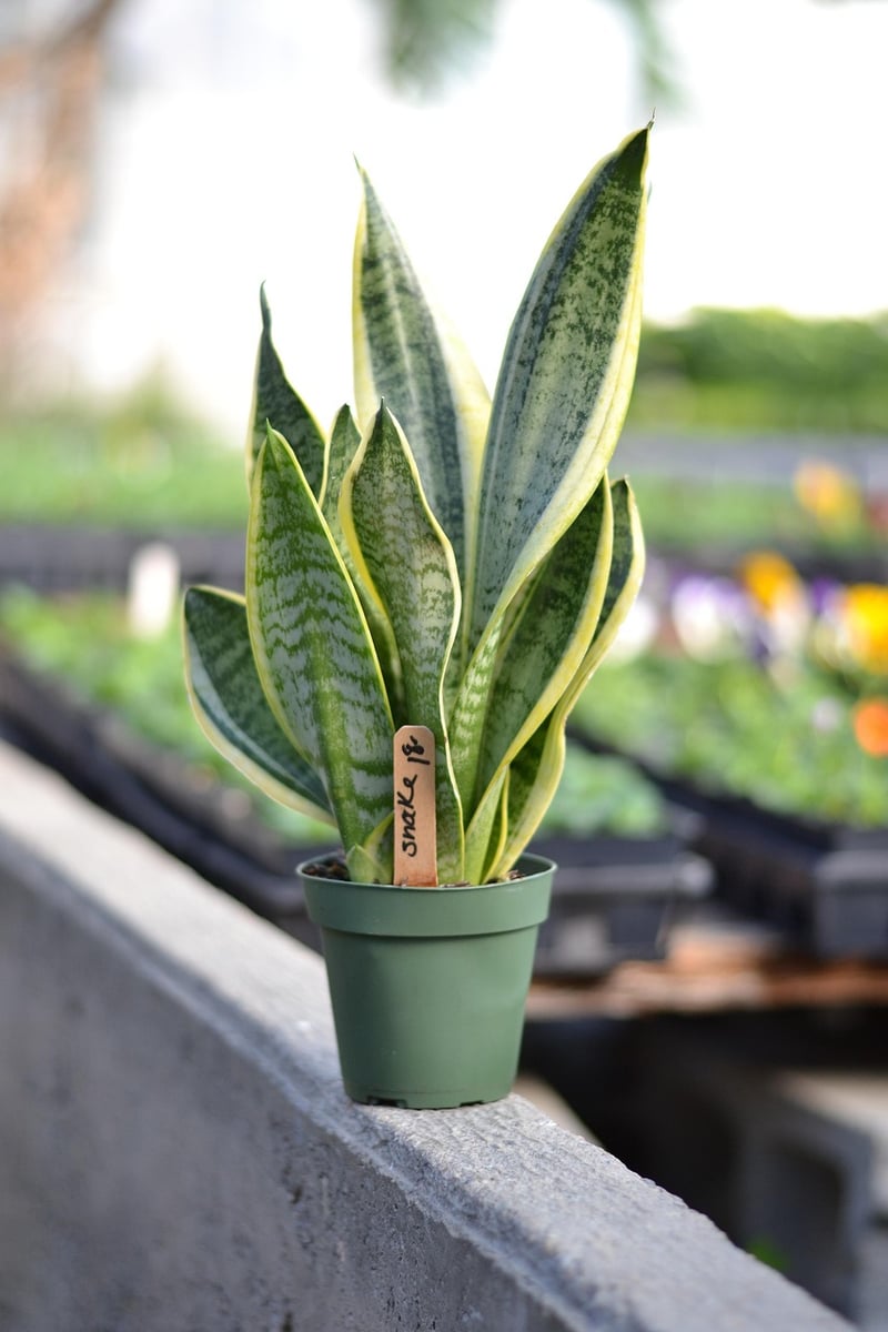 Snake Plants